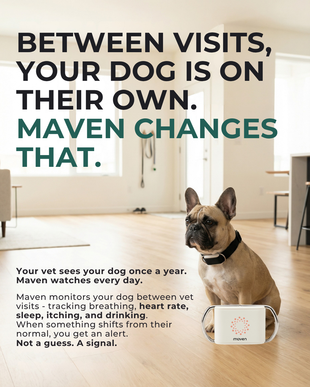 Maven Pet Facebook ad