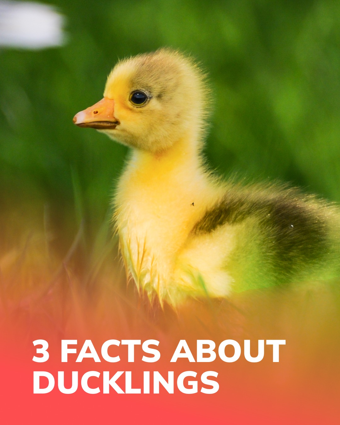 Apicenna Facebook ad: They may look small and simple, but there’s…