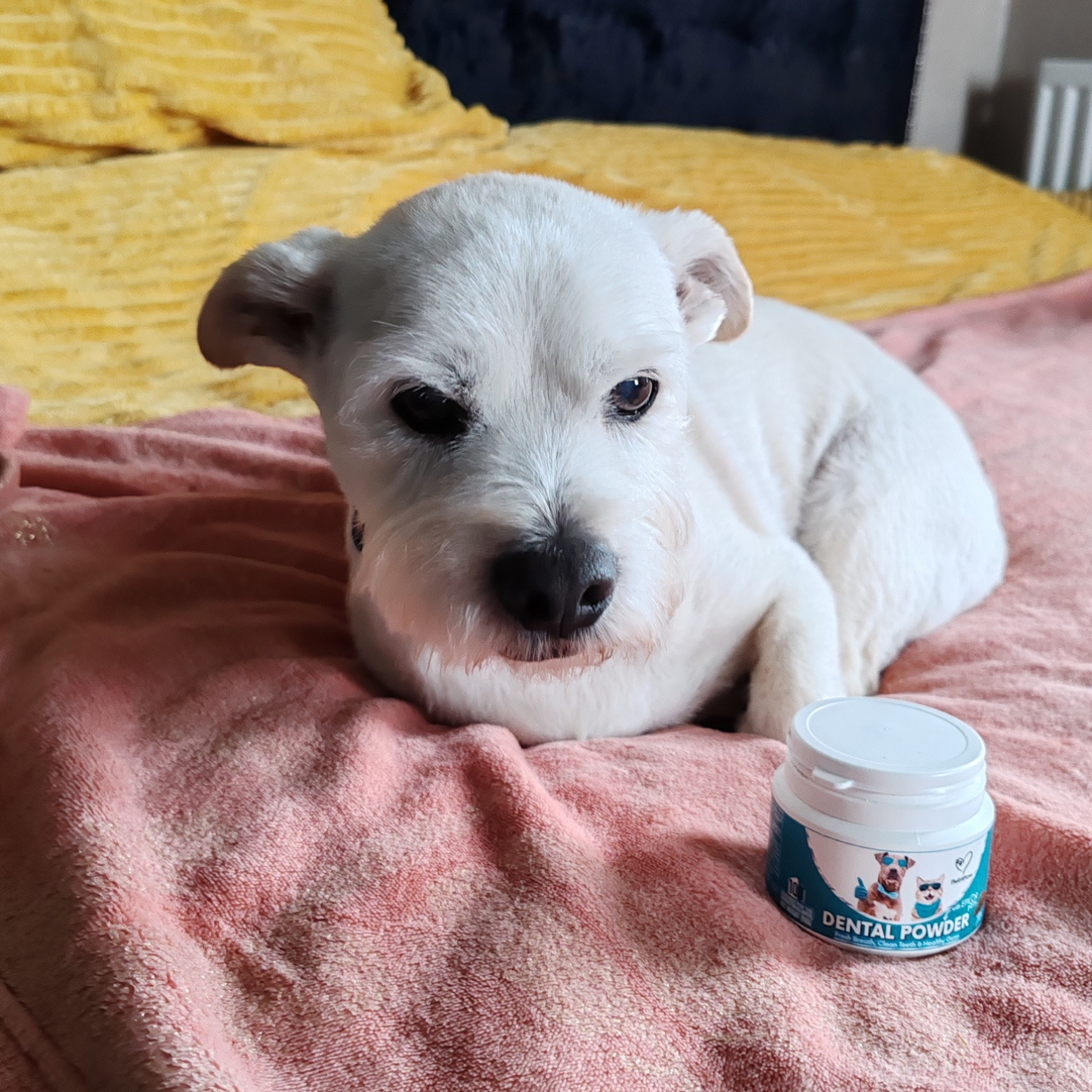Nutri Paw Facebook ad