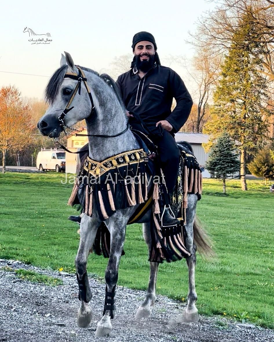 جمال العاديات Jamal Al-adiyat Facebook ad: ِArabian Saddle With Long Tassel