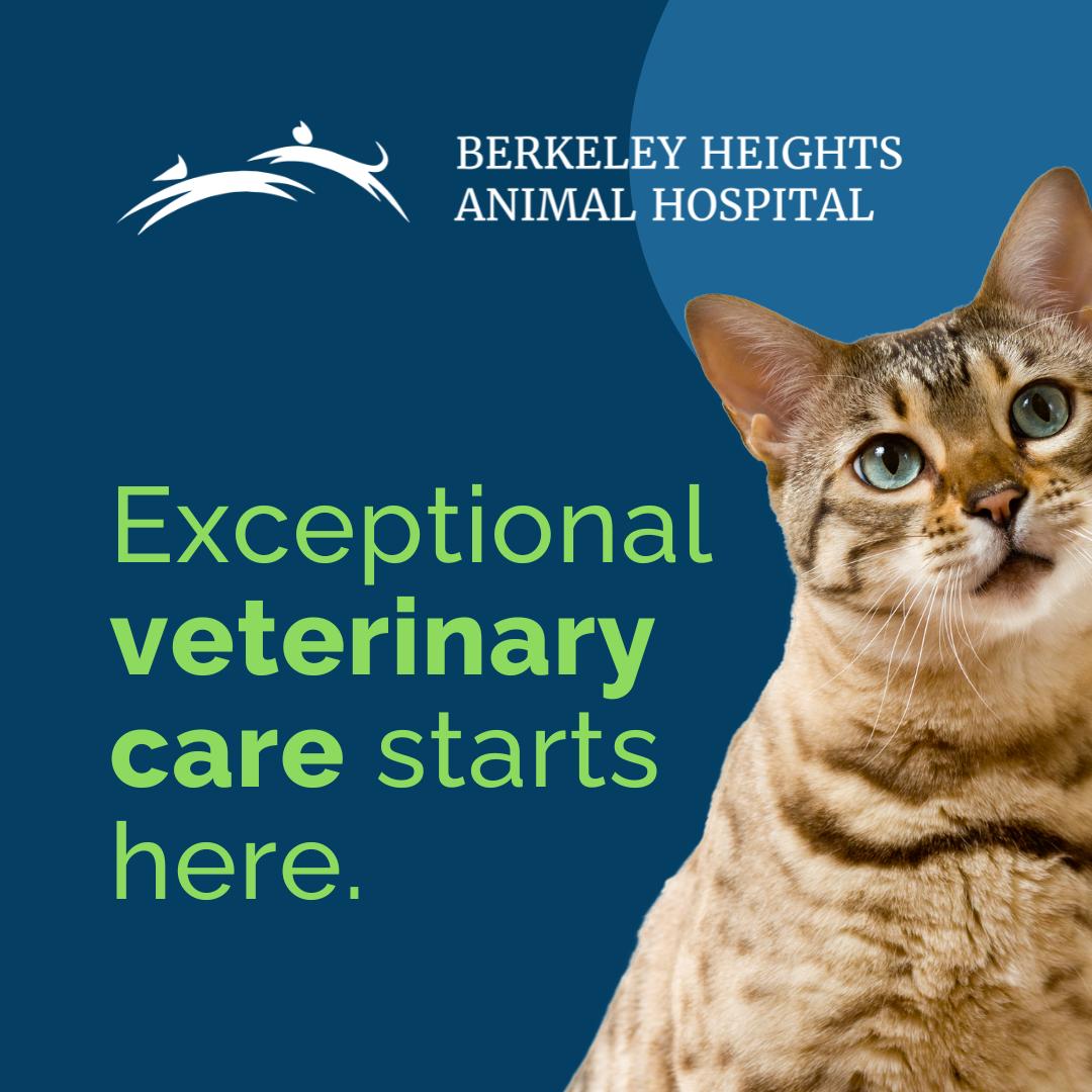 Berkeley Heights Animal Hospital Facebook ad