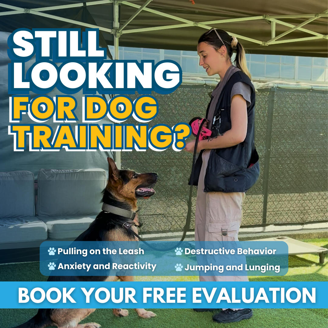 K9 Mania Dog Training Facebook ad: Want a Calm Dog? Get a FREE Evaluation!