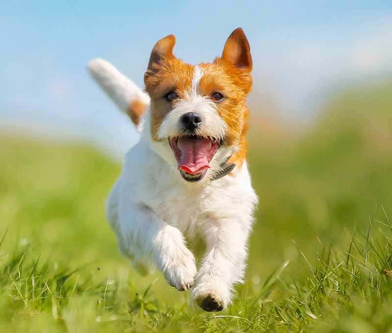Training Your Best Friend LLC Facebook ad