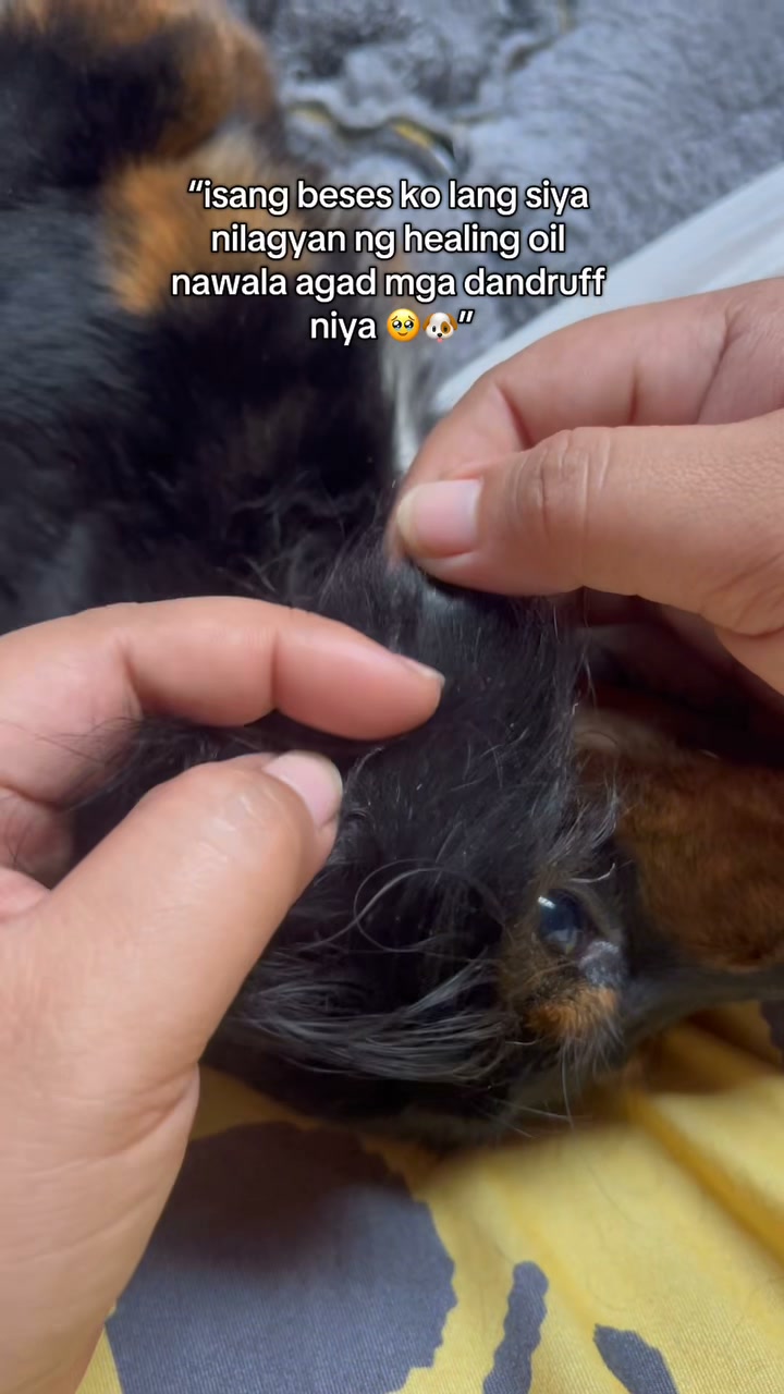 WOOF Premium Organic Dog Shampoo and Soap Facebook ad: Chat with us