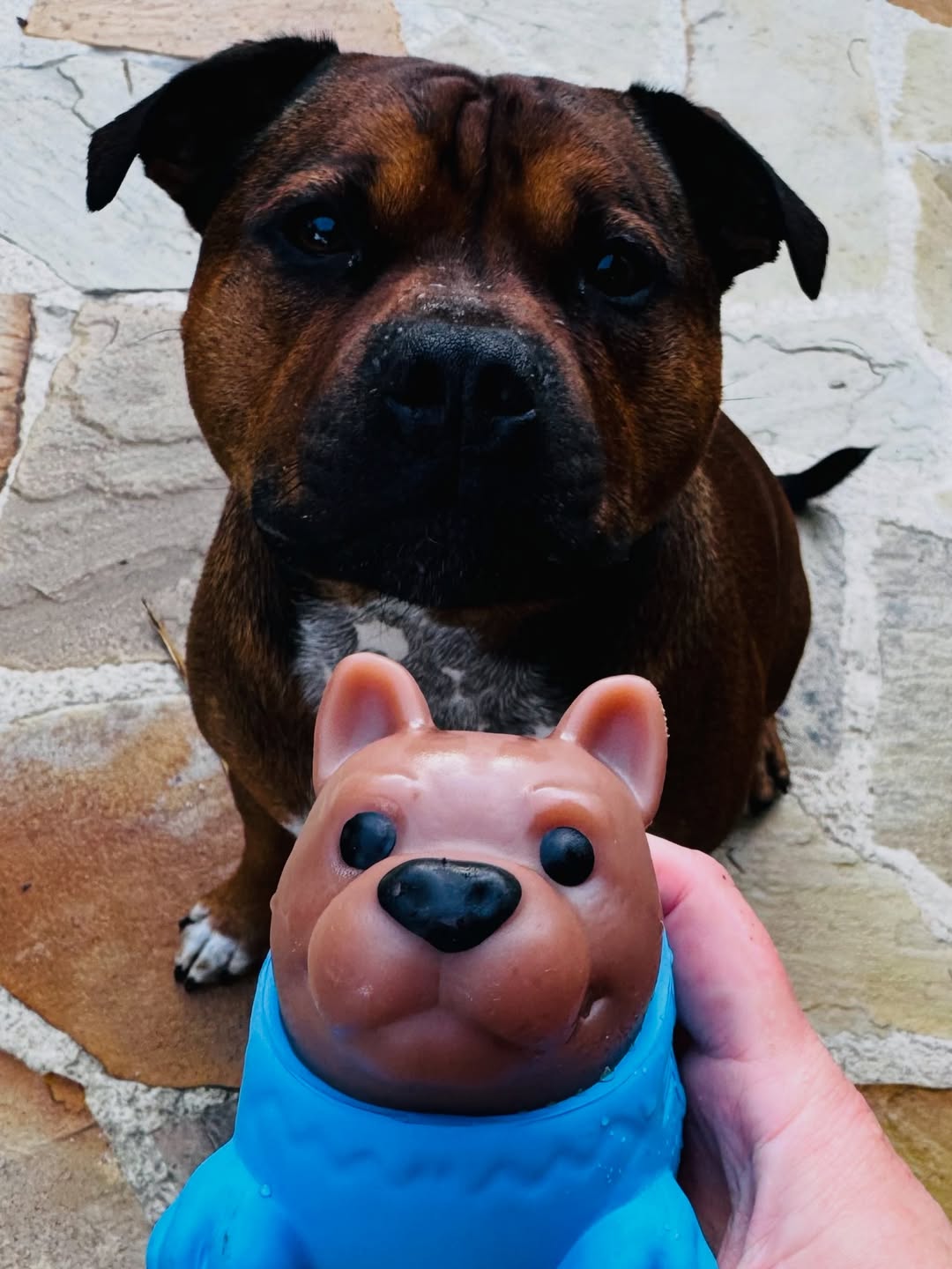 Happy Staffy Co. Facebook ad