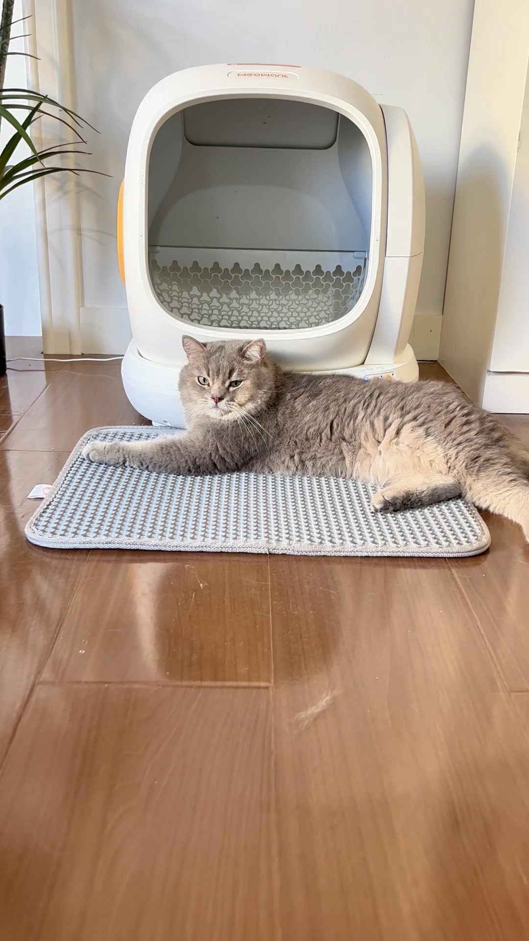 Meowant Facebook ad: Meowant Prime Day Is Here!