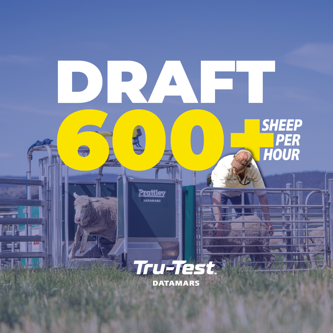 Datamars Livestock AU Facebook ad: Throughput