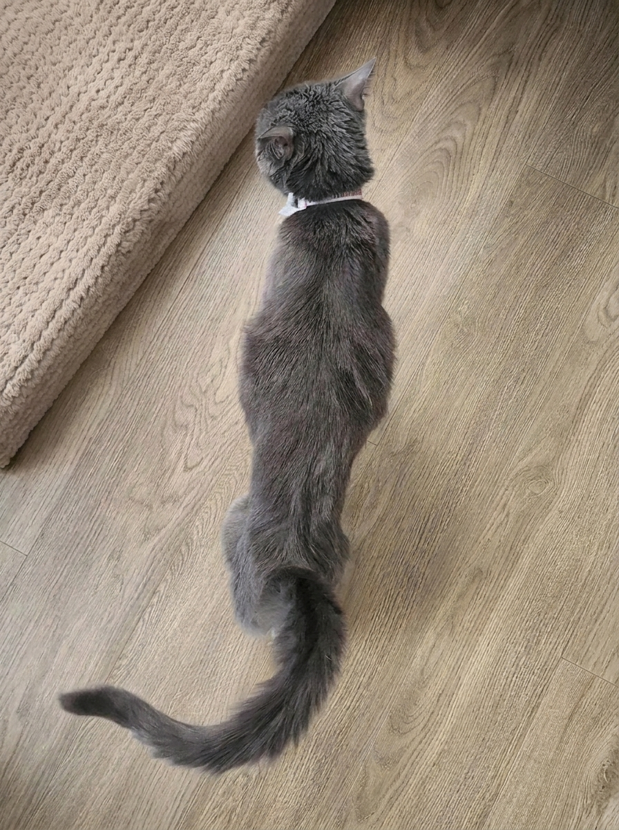 Vet Advice Facebook ad: I Refused to Put My Cat Down. Here's What Happened Six…