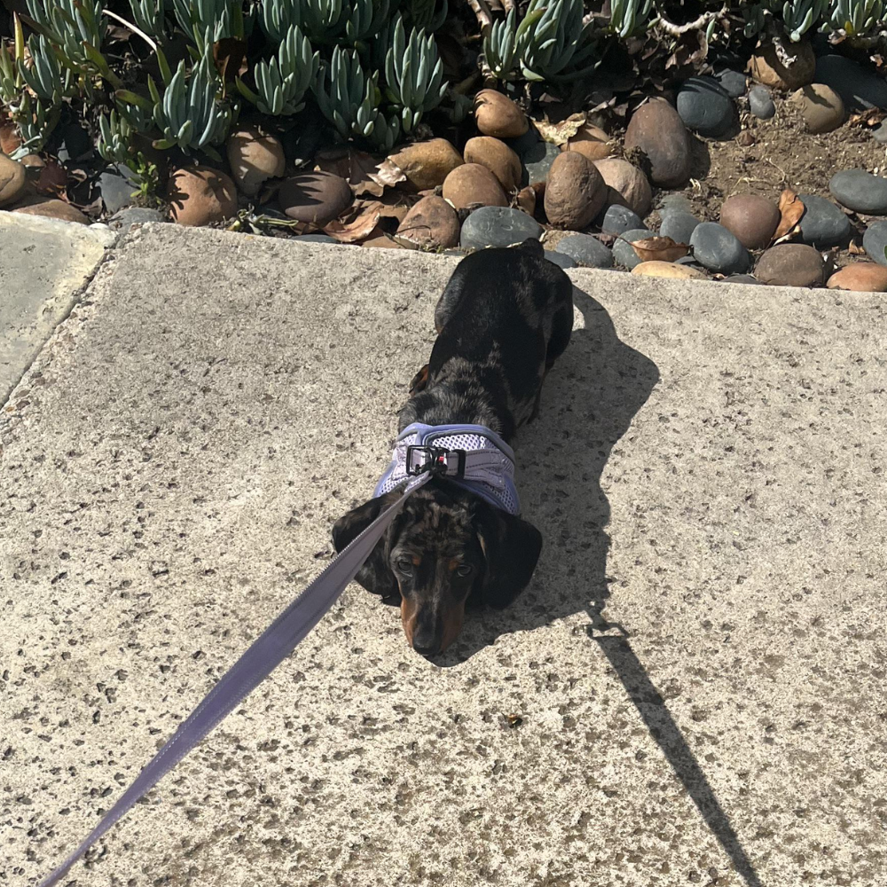 Sharon H. Facebook ad: Read this if your dachshund is stubborn.