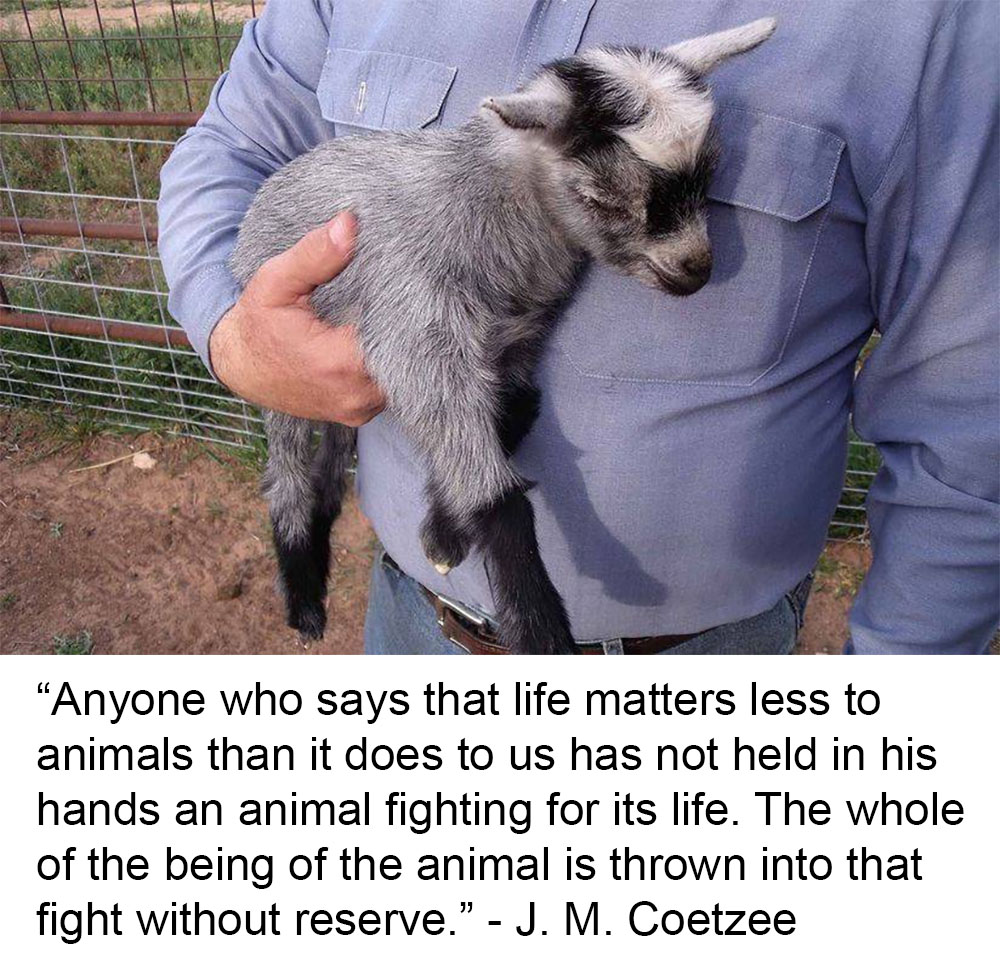 Animal Matters Facebook ad