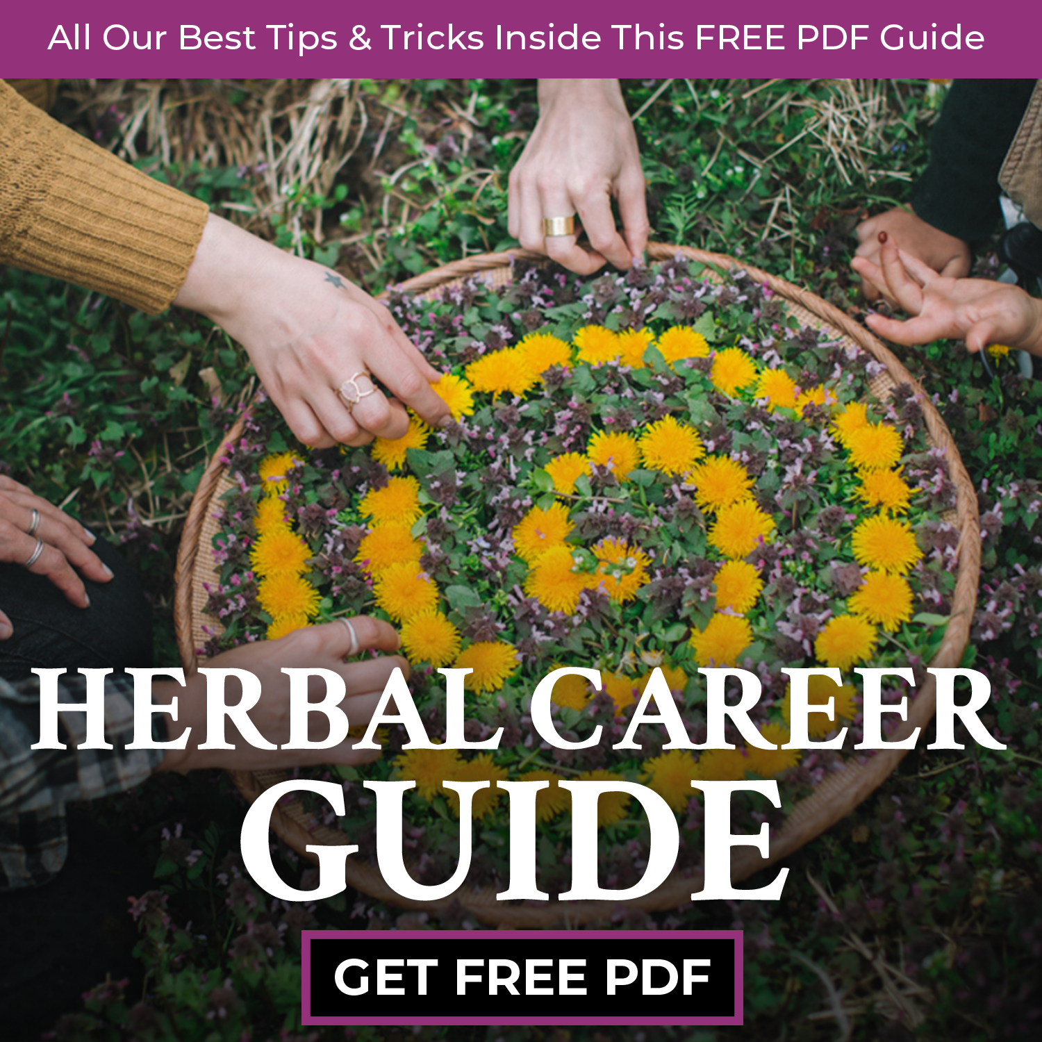 Chestnut School of Herbal Medicine Facebook ad: FREE Guide to Jumpstart Your Herbalist Career