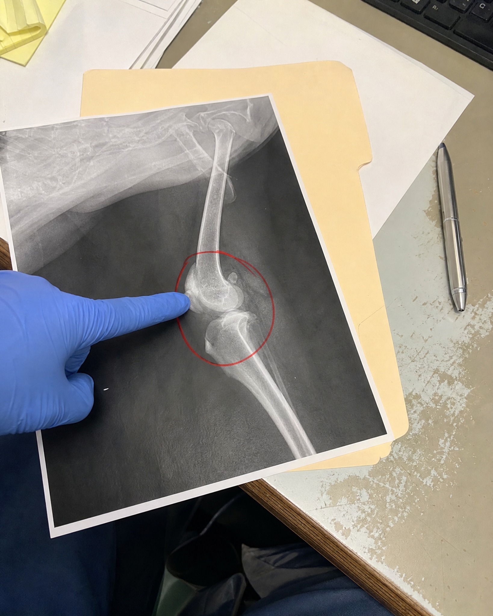 Carol Bennett Facebook ad: Why Your Dog’s TPLO Isn’t Healing.