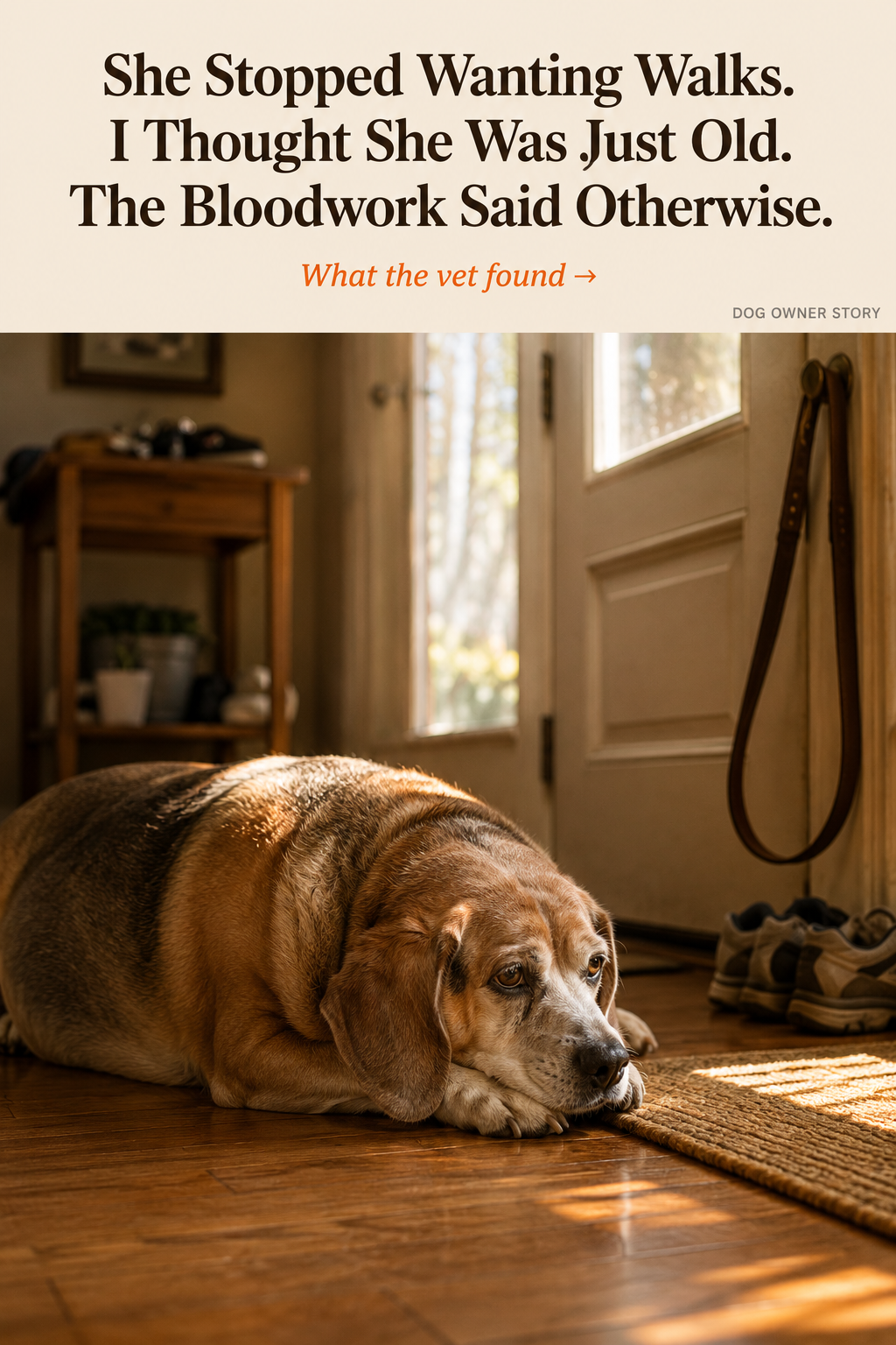 Dog Health & Longevity Facebook ad