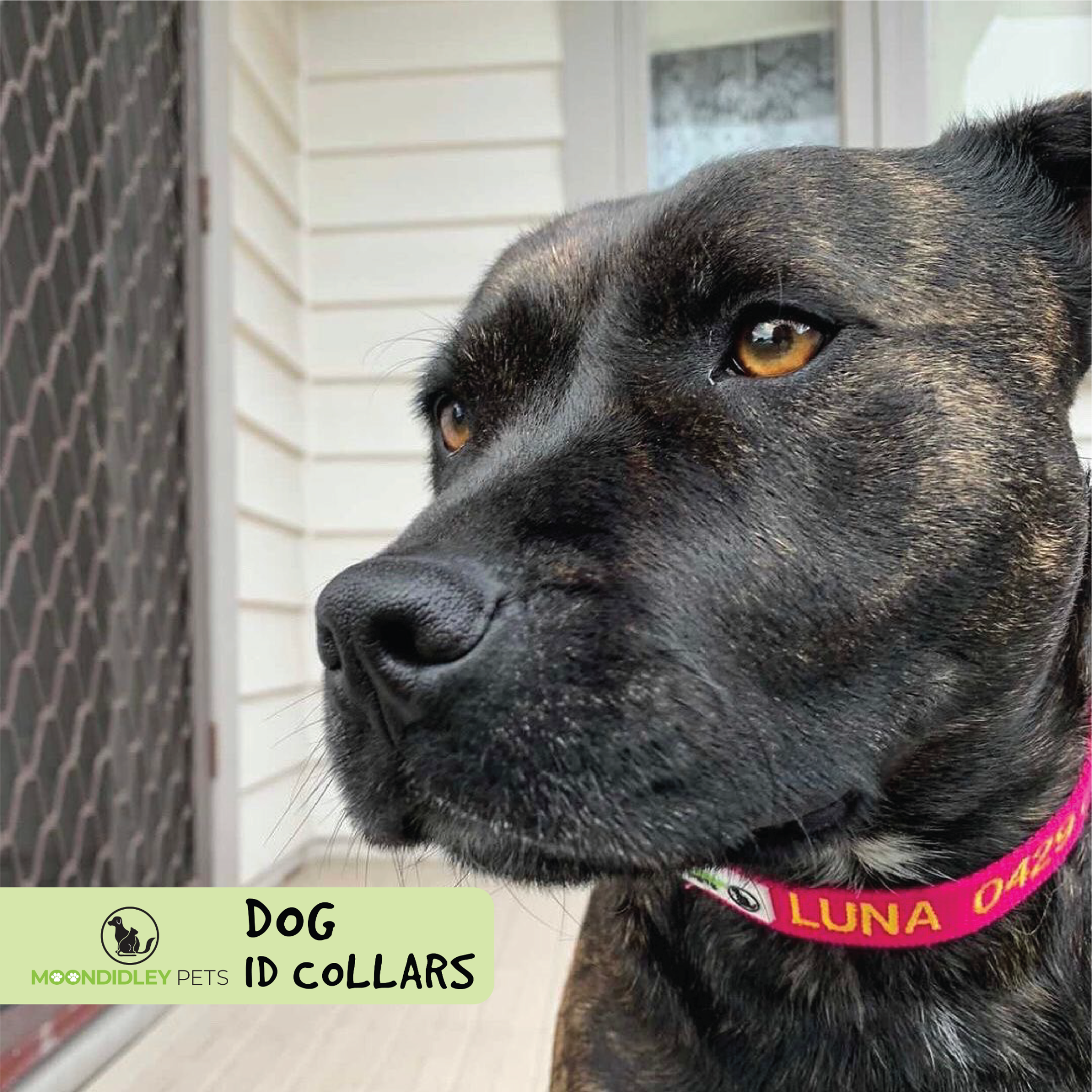 Moondidley Pets Facebook ad: Embroidered Dog ID Collars