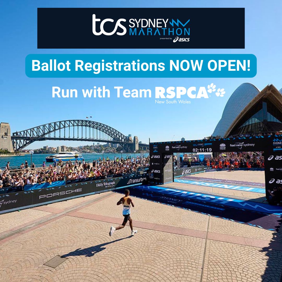 RSPCA NSW Facebook ad