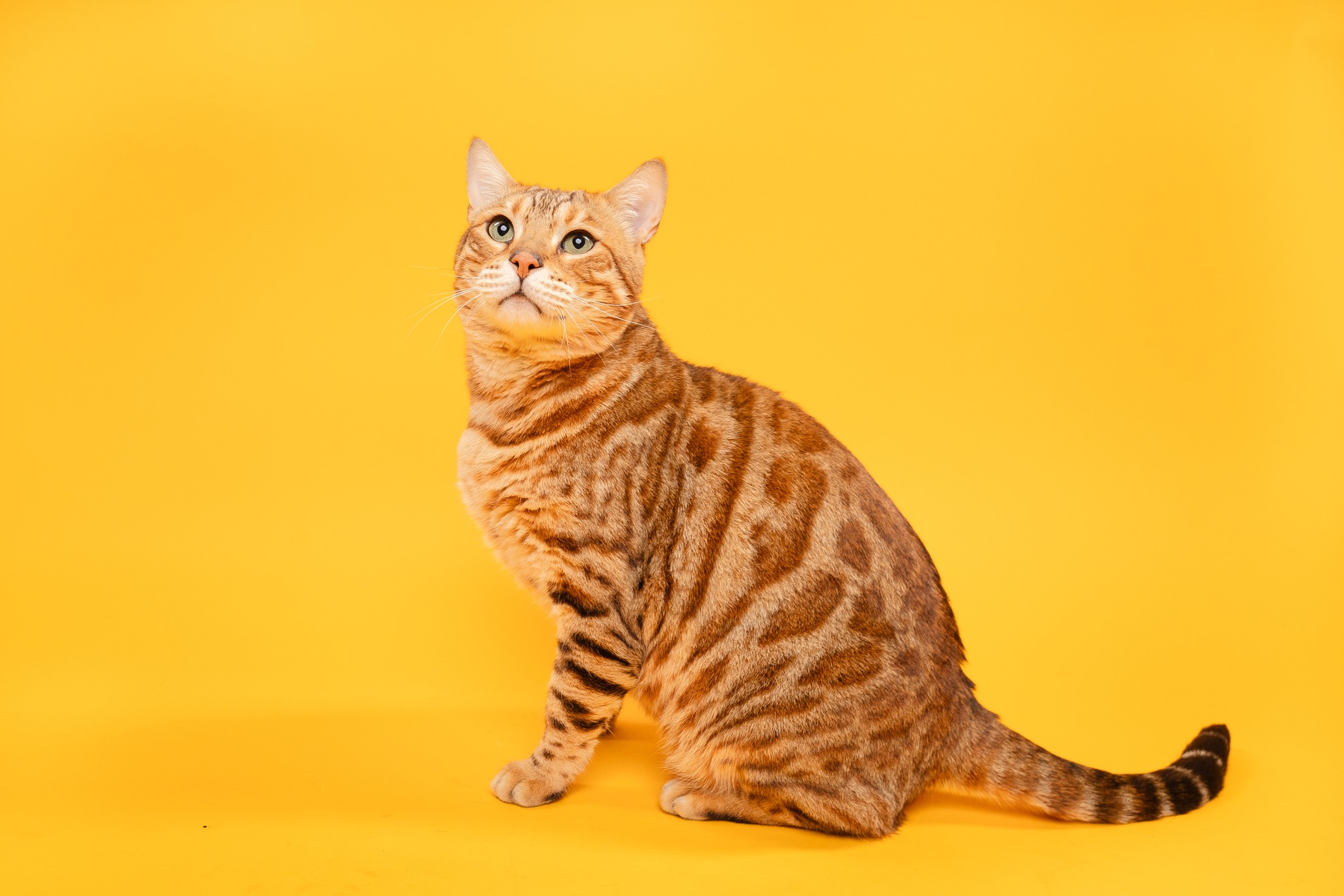 Humane Society of North Texas Facebook ad: It's time to meet our @cbsnewstexas Pet of…