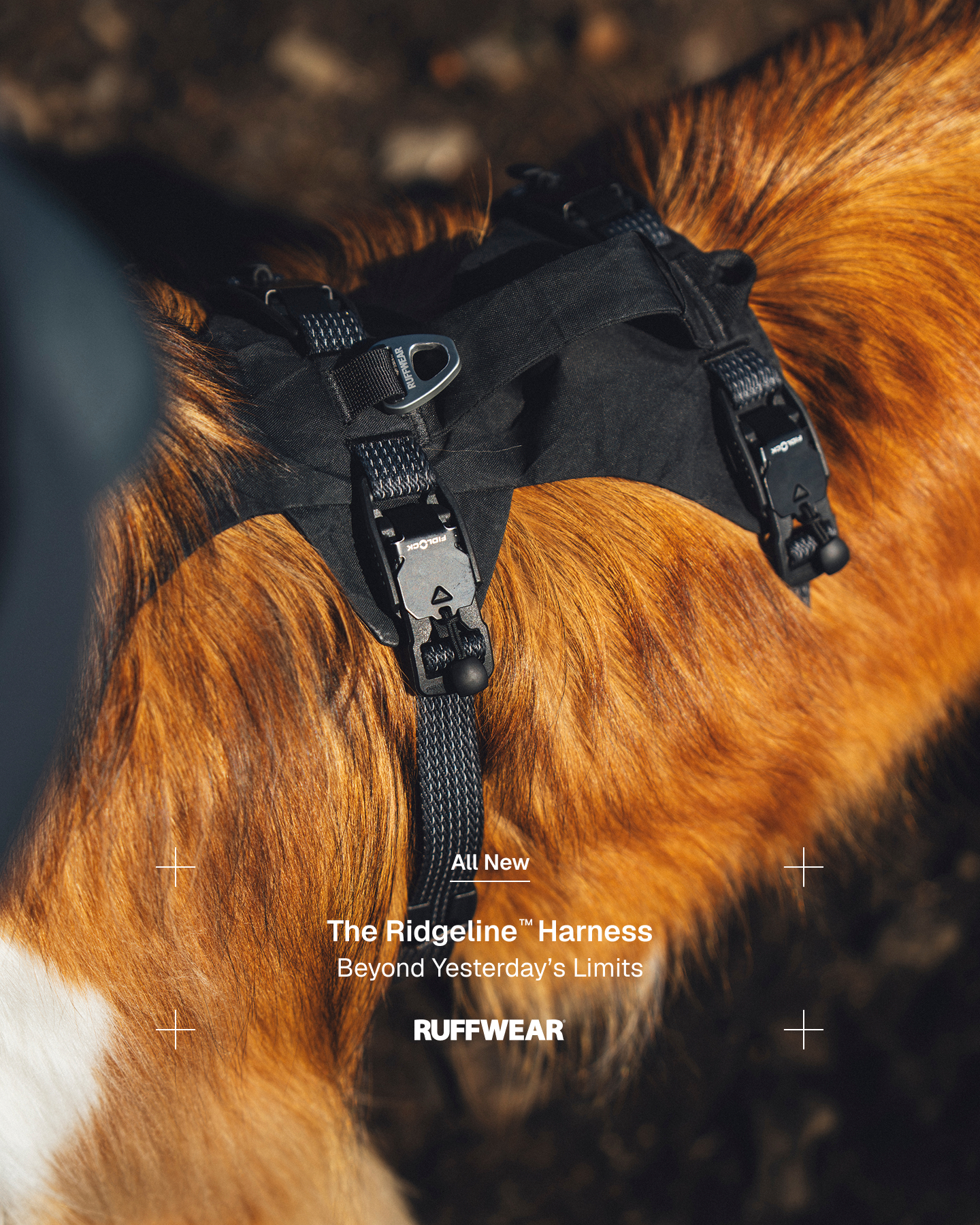 Ruffwear Facebook ad
