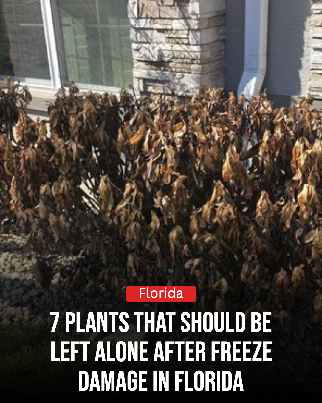 Florida Gardener Facebook ad: 7 Plants That Should Be Left Alone After Freeze Damage In…