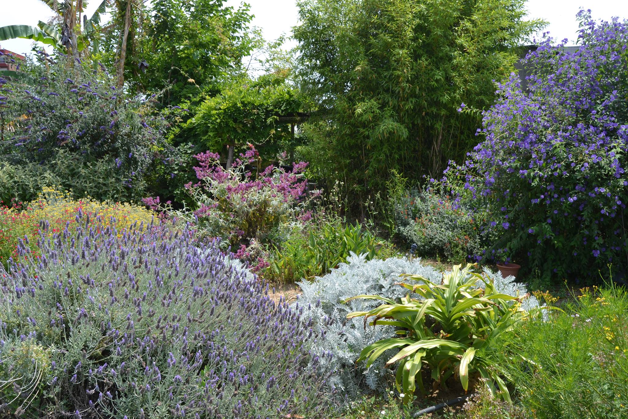 Spicegarden Facebook ad: Seeds for Spices, herbs and medical plants
