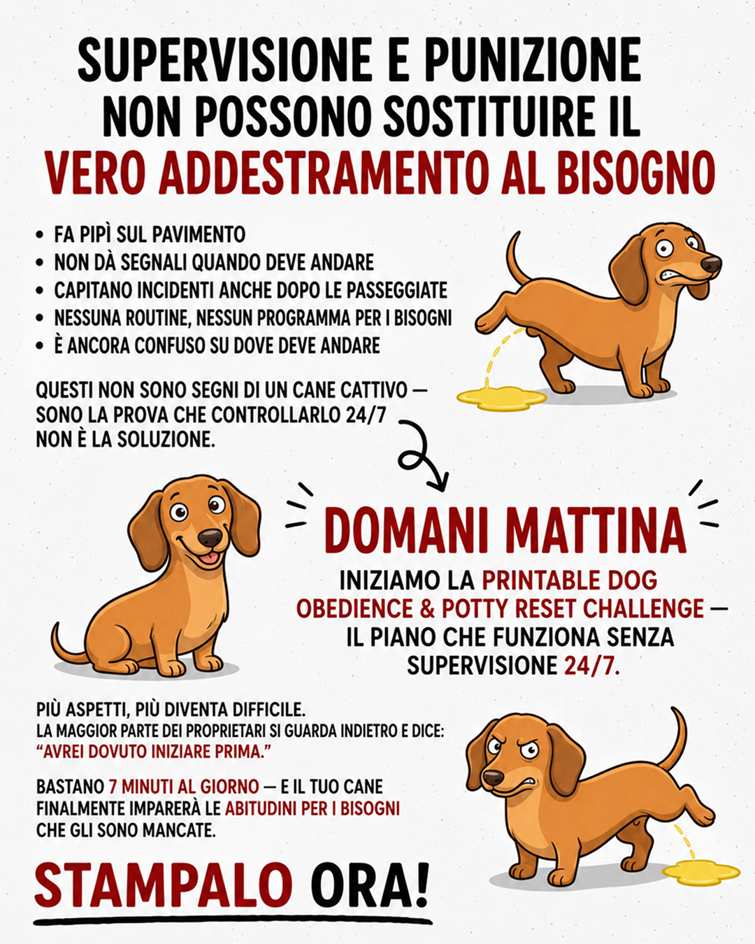 Ben Your Puppy Trainer Facebook ad