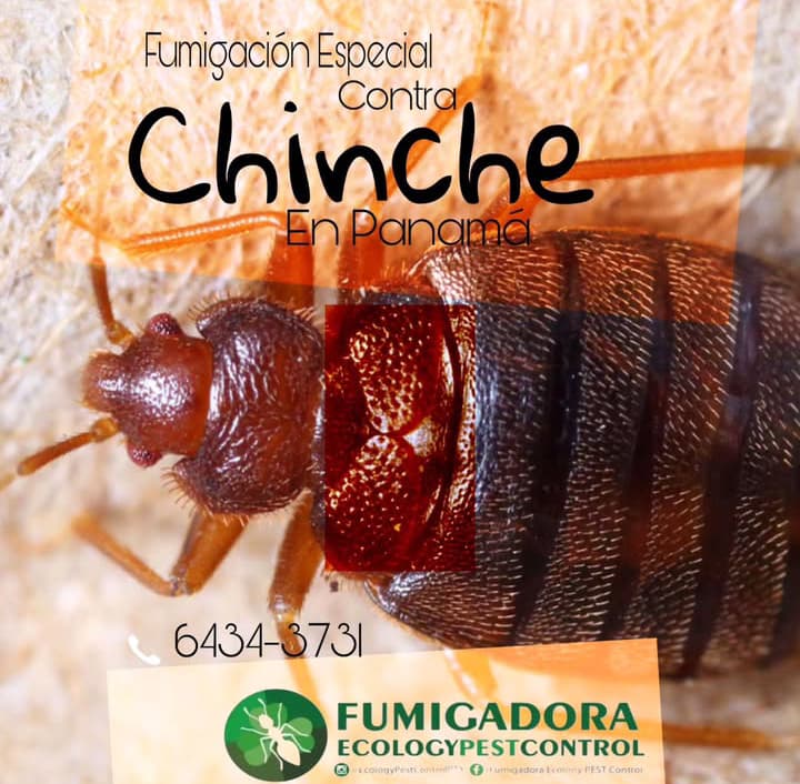 Fumigadora Ecology PEST Control Facebook ad: fumigación de chinches,sillones, colchones,pisos y paredes…