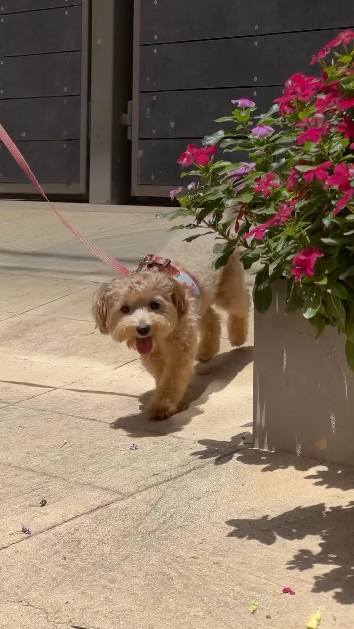 Uncollared Club Facebook ad: Harness secured, paws ready, streets about to be…