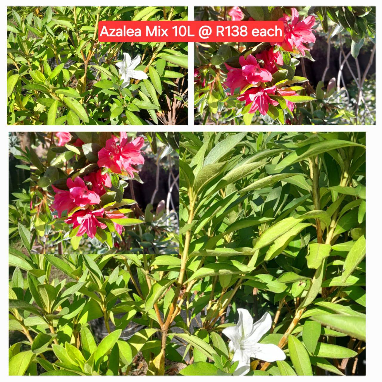 Schubert Landscaping Facebook ad: Transform Your Garden with Schubert Landscapes!