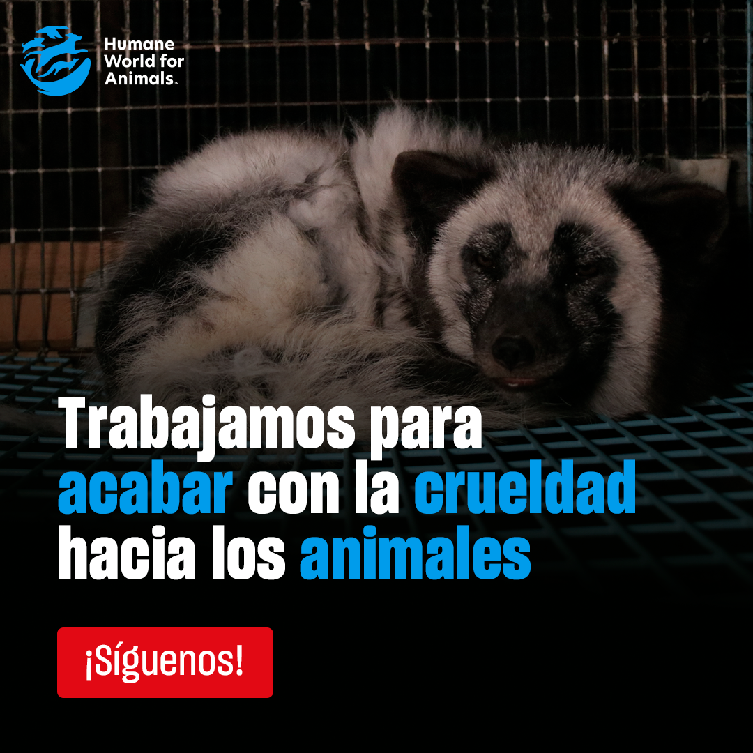 Humane World for Animals España Facebook ad: Miles de animales son maltratados en todo el…