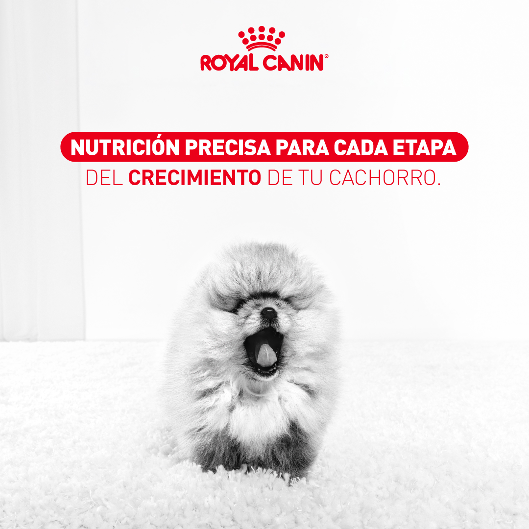 Royal Canin Colombia Facebook ad: Un comienzo excepcional merece nutrición precisa desde el…