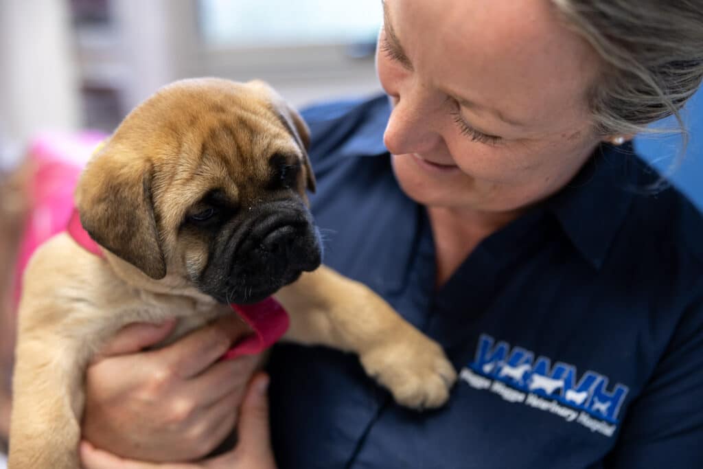 Wagga Wagga Veterinary Hospital Facebook ad: Wagga Wagga Veterinary Hospital | Leaders in pet care…