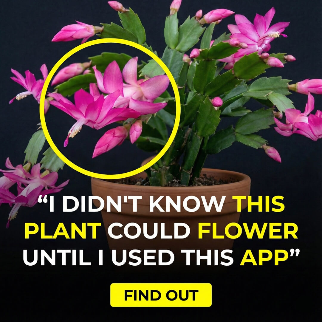 Chloe Bennett - Indoor Jungle Facebook ad: Take a Quiz Now!