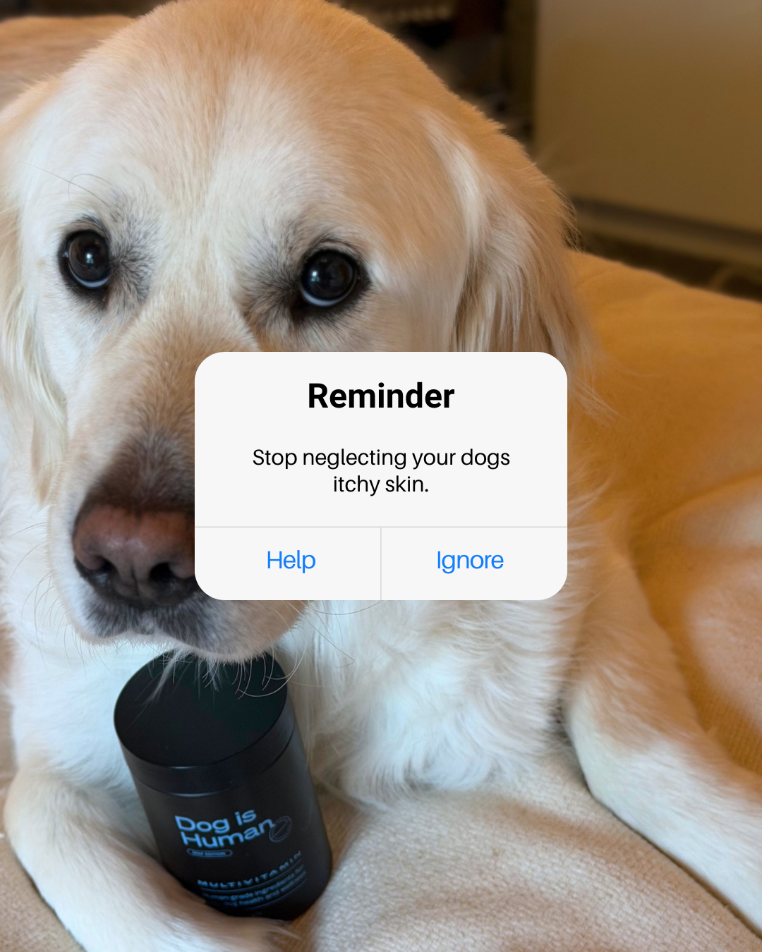 Dog is Human Facebook ad