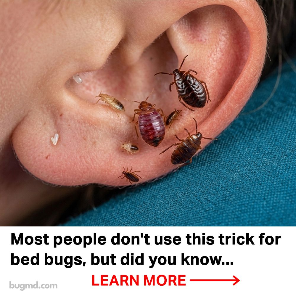 Ultimate Bed Bug Solution Facebook ad