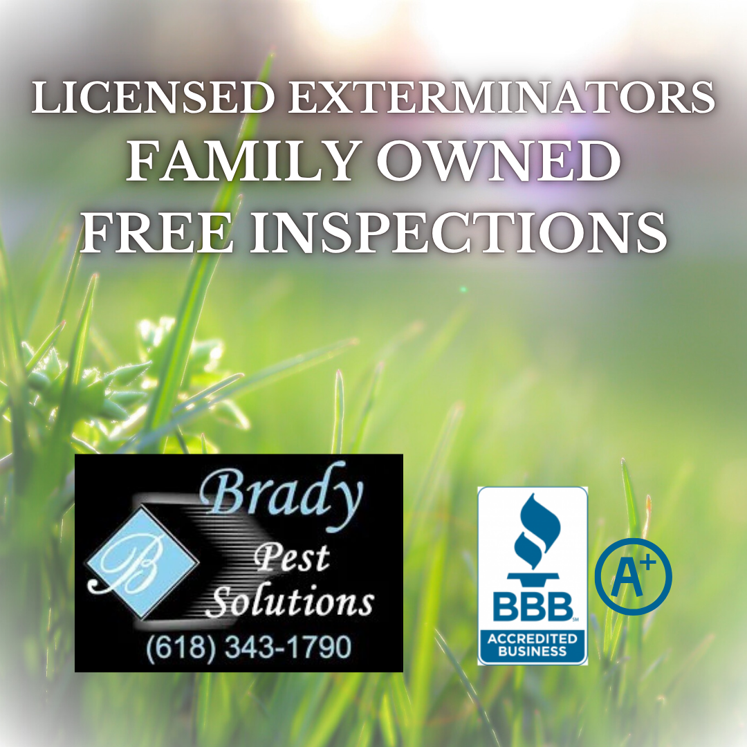 Brady Pest Solutions Facebook ad: Keep Pests Out for Good