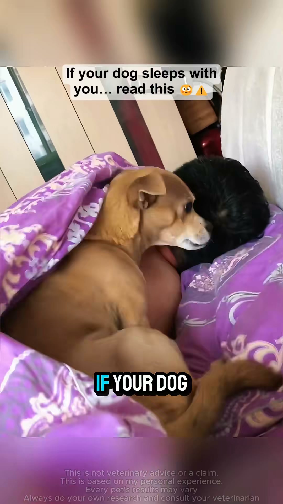 Puainta Pets Facebook ad: Is Your Dog Scratching Too Much?