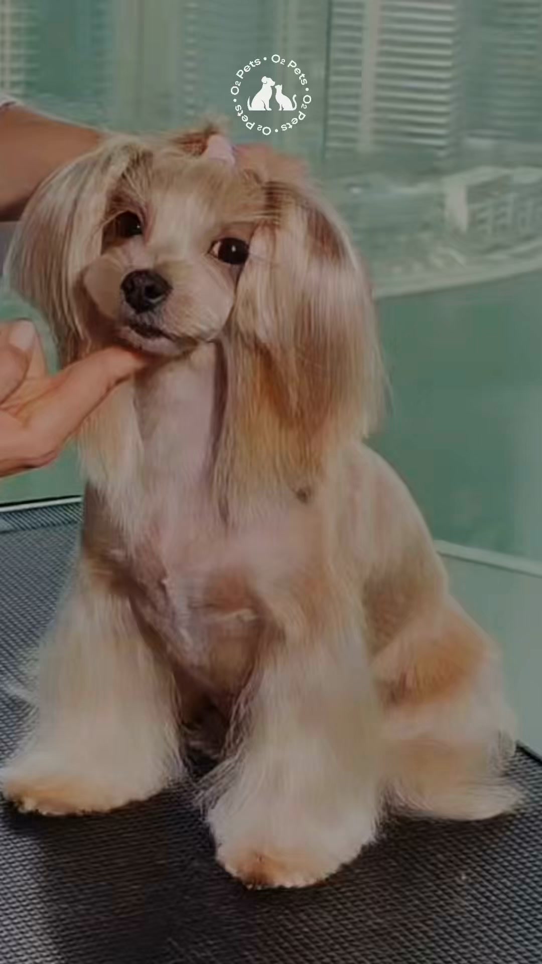 O2Pets Academy Facebook ad: Master the art of precision grooming