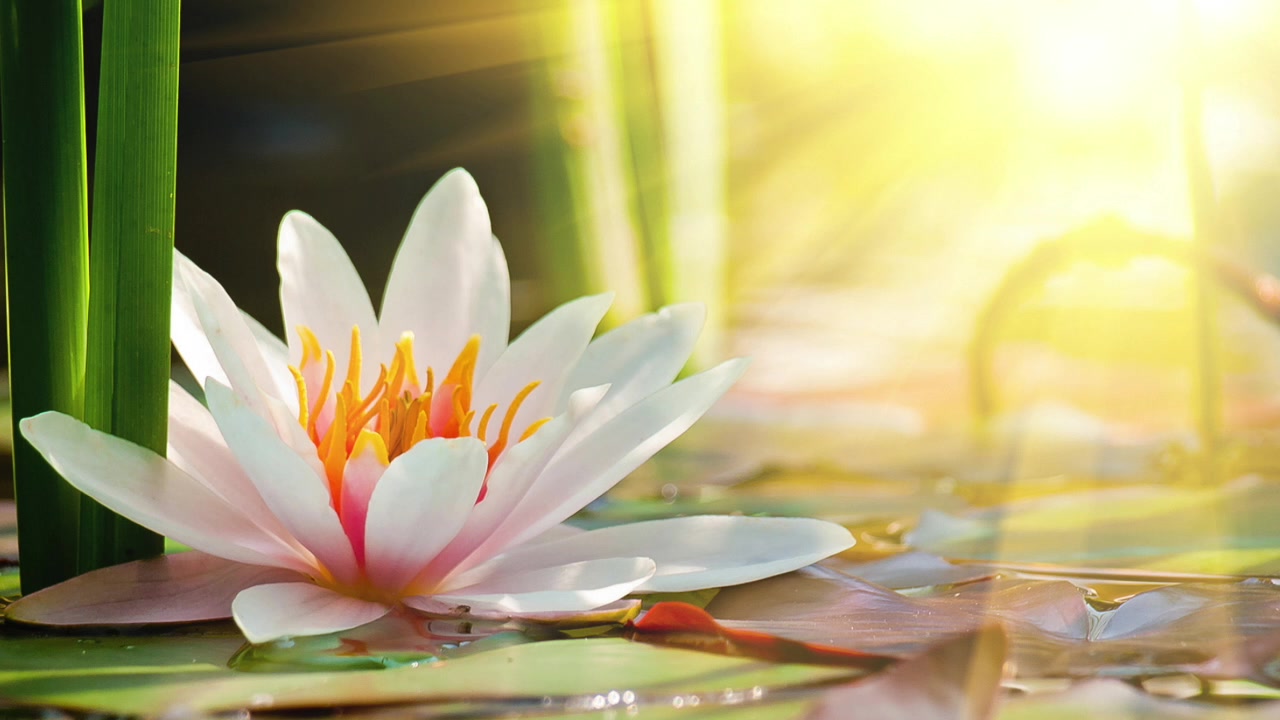 Blooming Lotus Yoga Facebook ad: BALI YOGA RETREATS