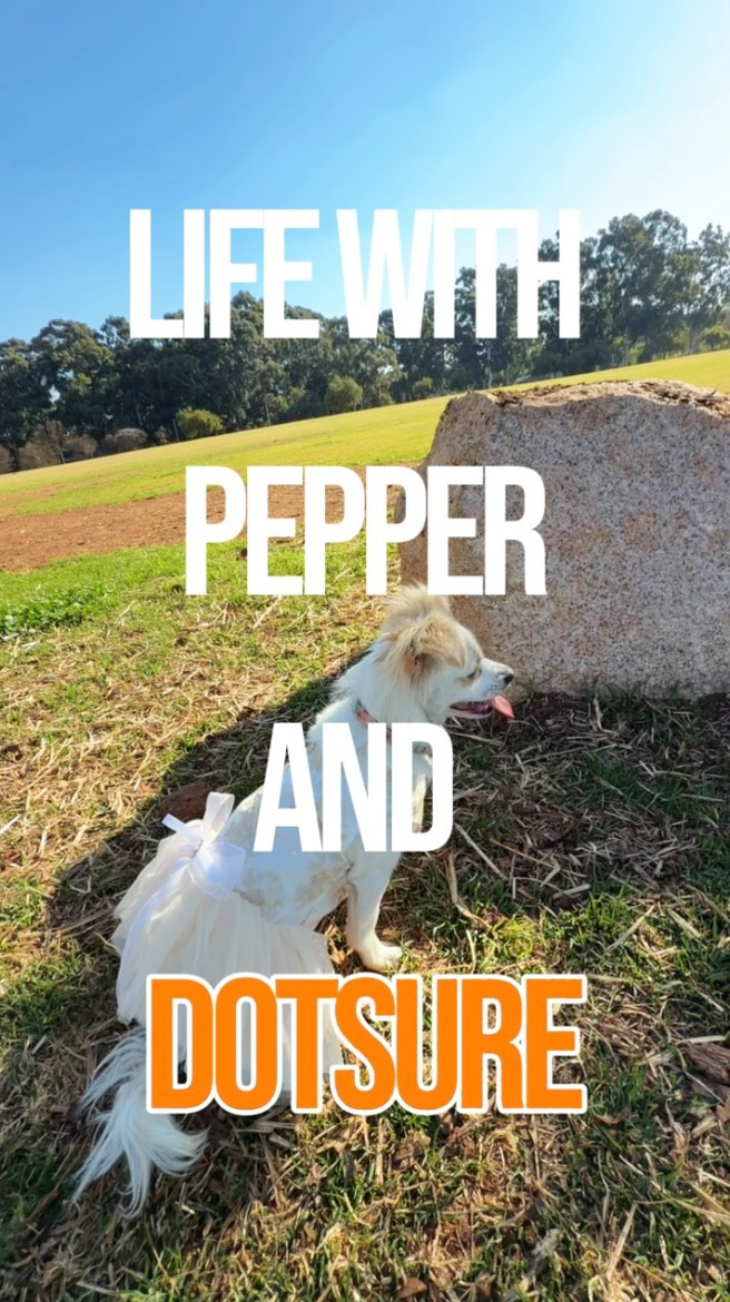 dotsure.co.za Pet Insurance Facebook ad: Spring is officially here, and Pepper is ready…