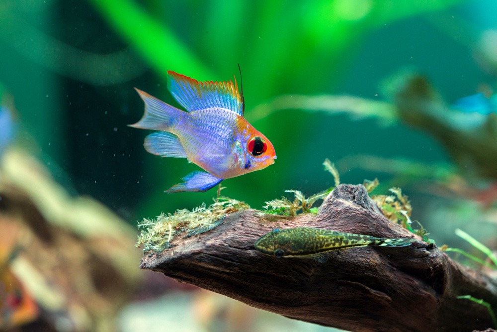 Arizona Aquatic Gardens: Fish Shrimp Snails Plants for Aquariums & Ponds Facebook ad: Transform your Aquarium & Pond