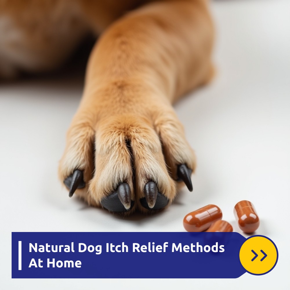 SearchArena Circuit Facebook ad: Uncover Gentle Ways To Ease Dog Itch.