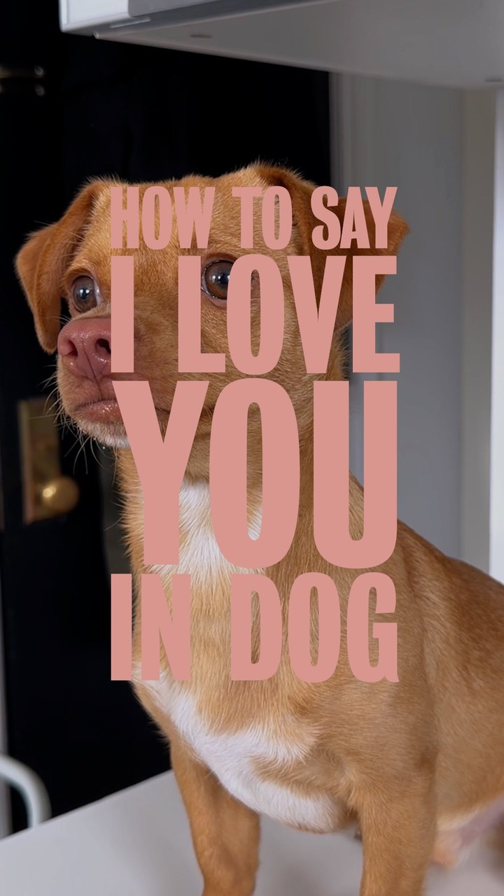 Cesar Canine Cuisine Facebook ad: Carlito is obsessed with the delicious, slow-cooked…