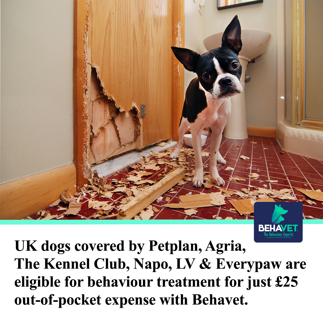 Behavet: The Pet Behaviour Experts Facebook ad