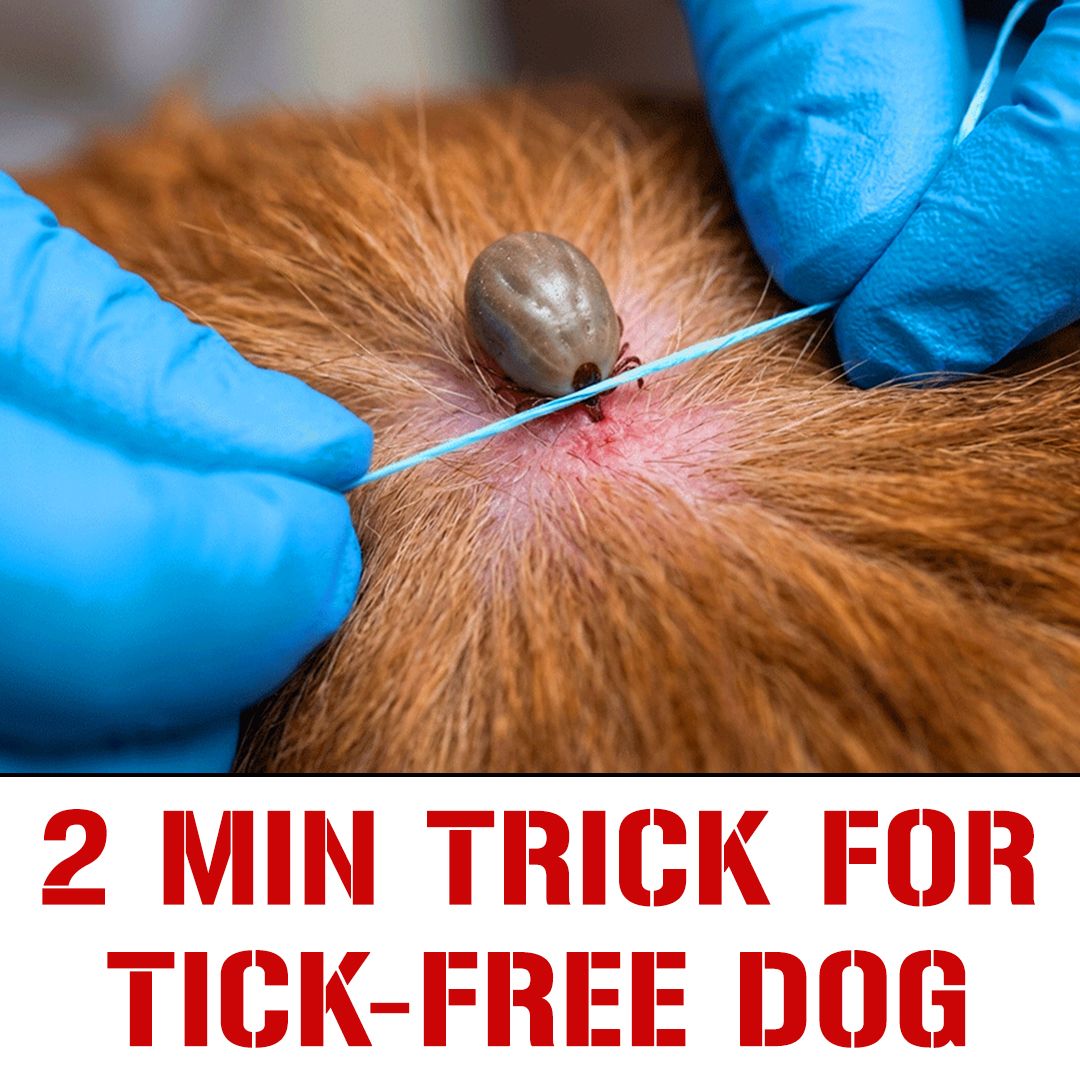 The Tickless Dog Facebook ad