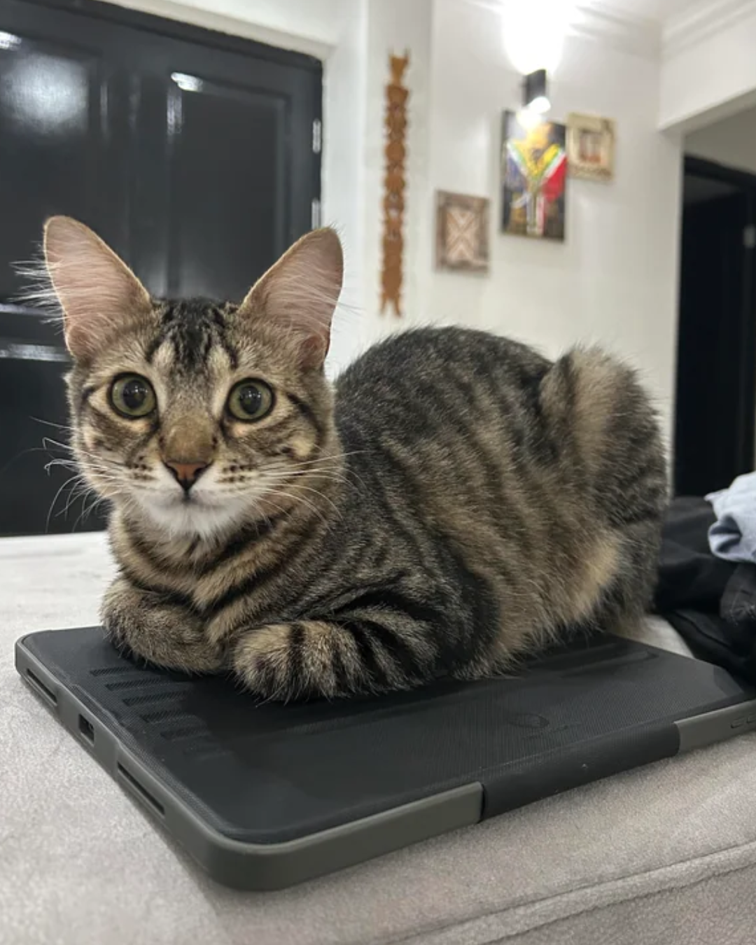 The Cat Magazine Facebook ad