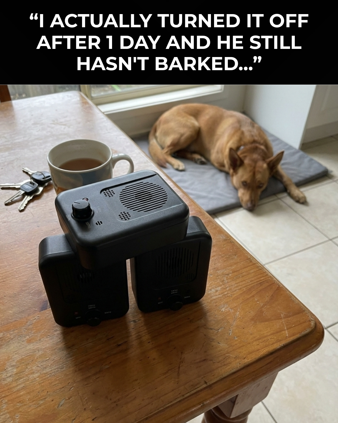 Canine Corner Australia Facebook ad: One for every spot the barking starts