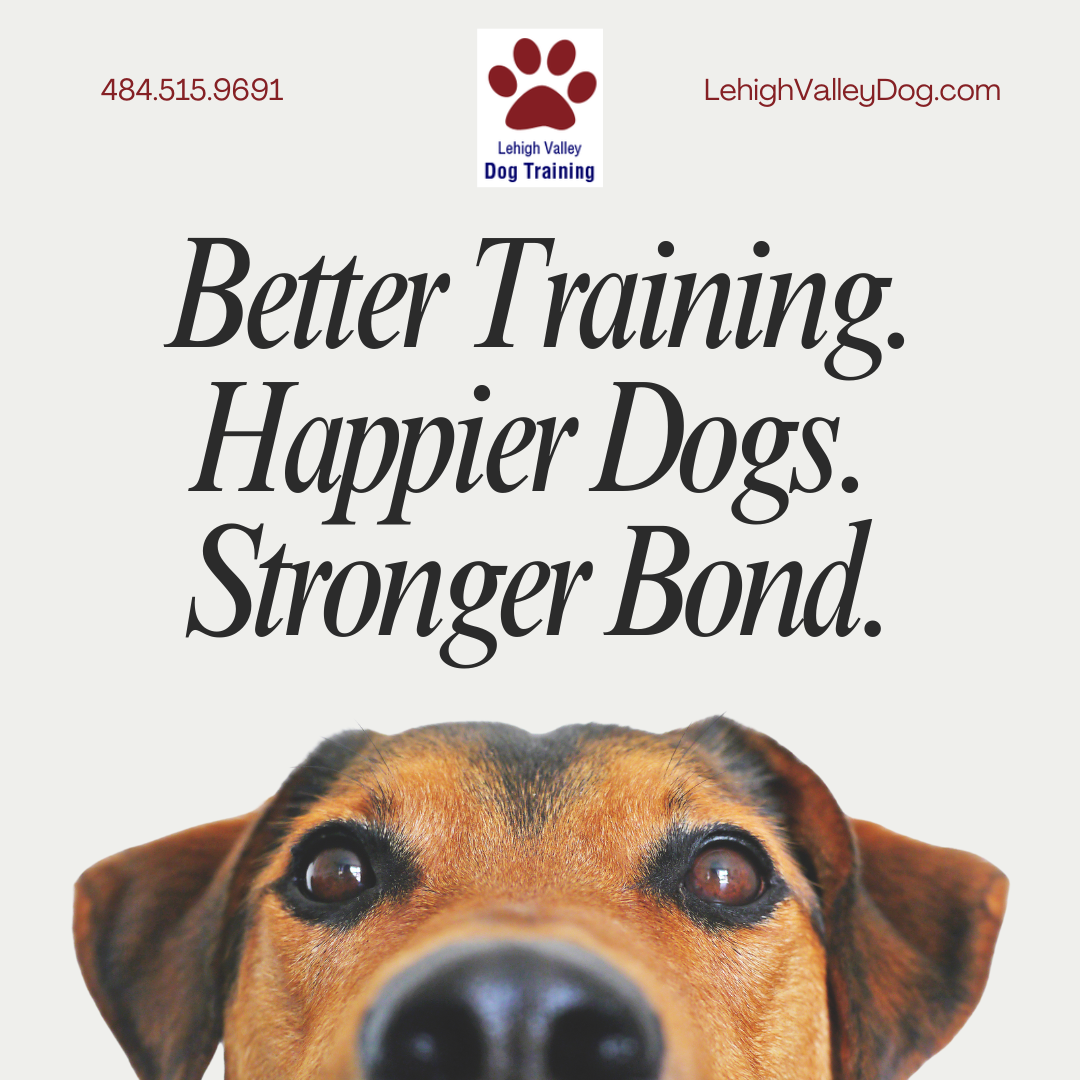 Marx's Lehigh Valley Dog Training Facebook ad: Train With The Best Behavioralist In The Valley