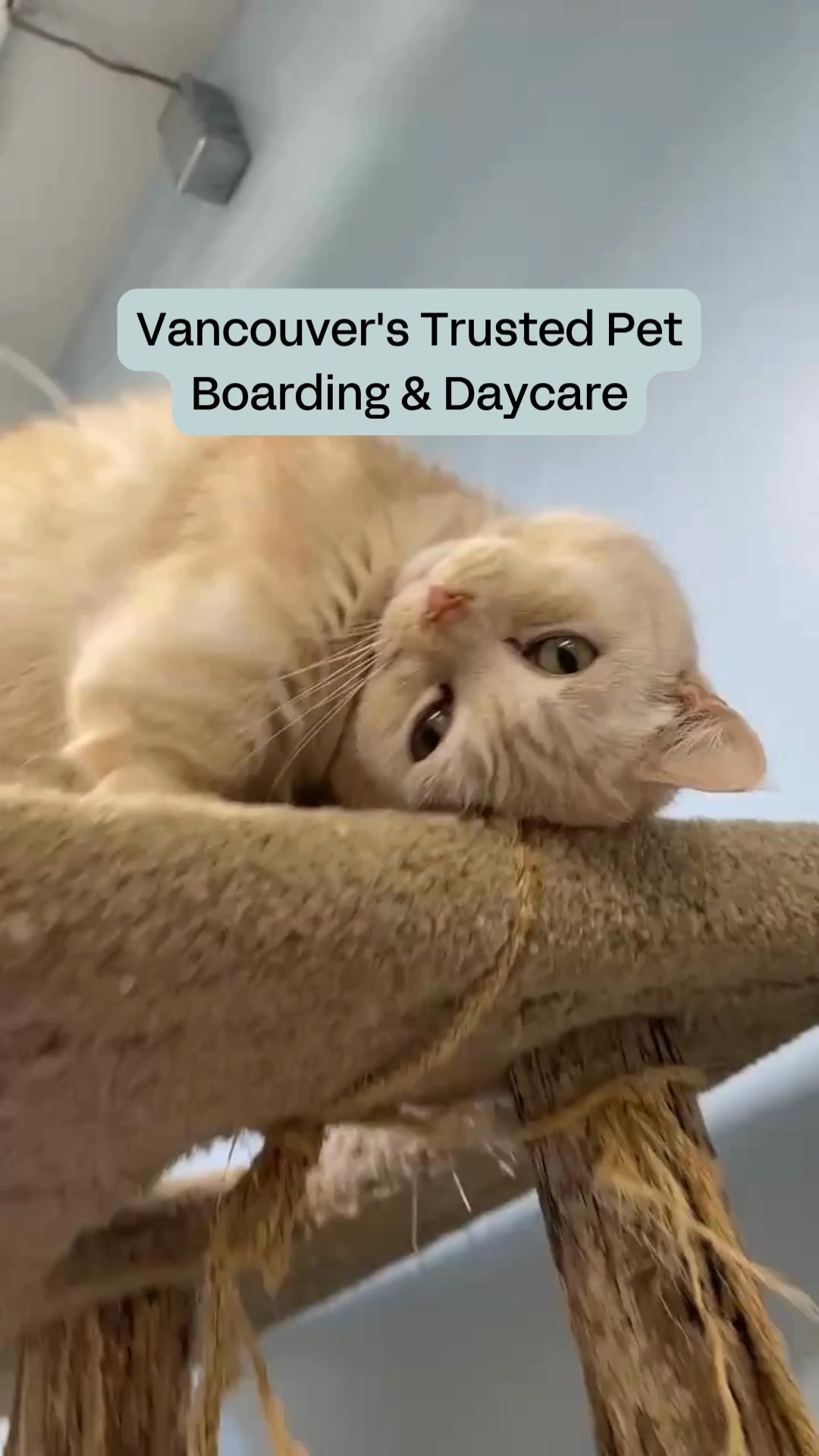 Jet Pet Resort Facebook ad: Premium Pet Boarding & Daycare