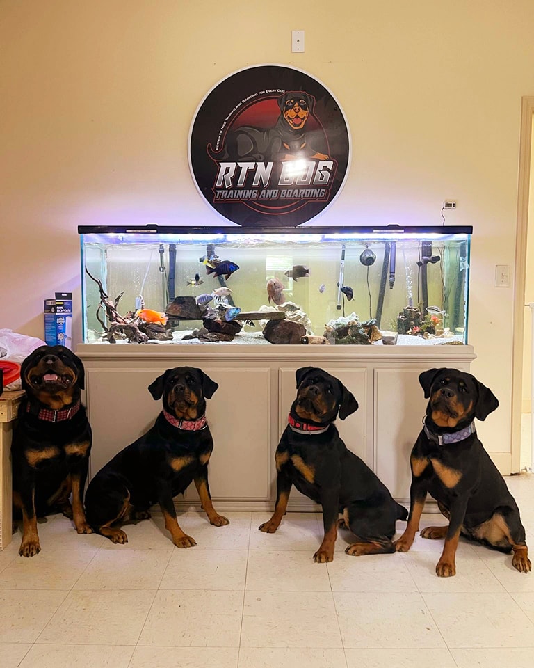 RTN Dog Training and Boarding Facebook ad