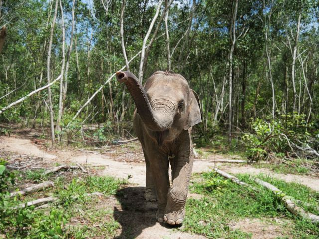 Elephant Wildlife Sanctuary Phuket Facebook ad: Elephant Wildlife Sanctuary Phuket - Elephant Care…