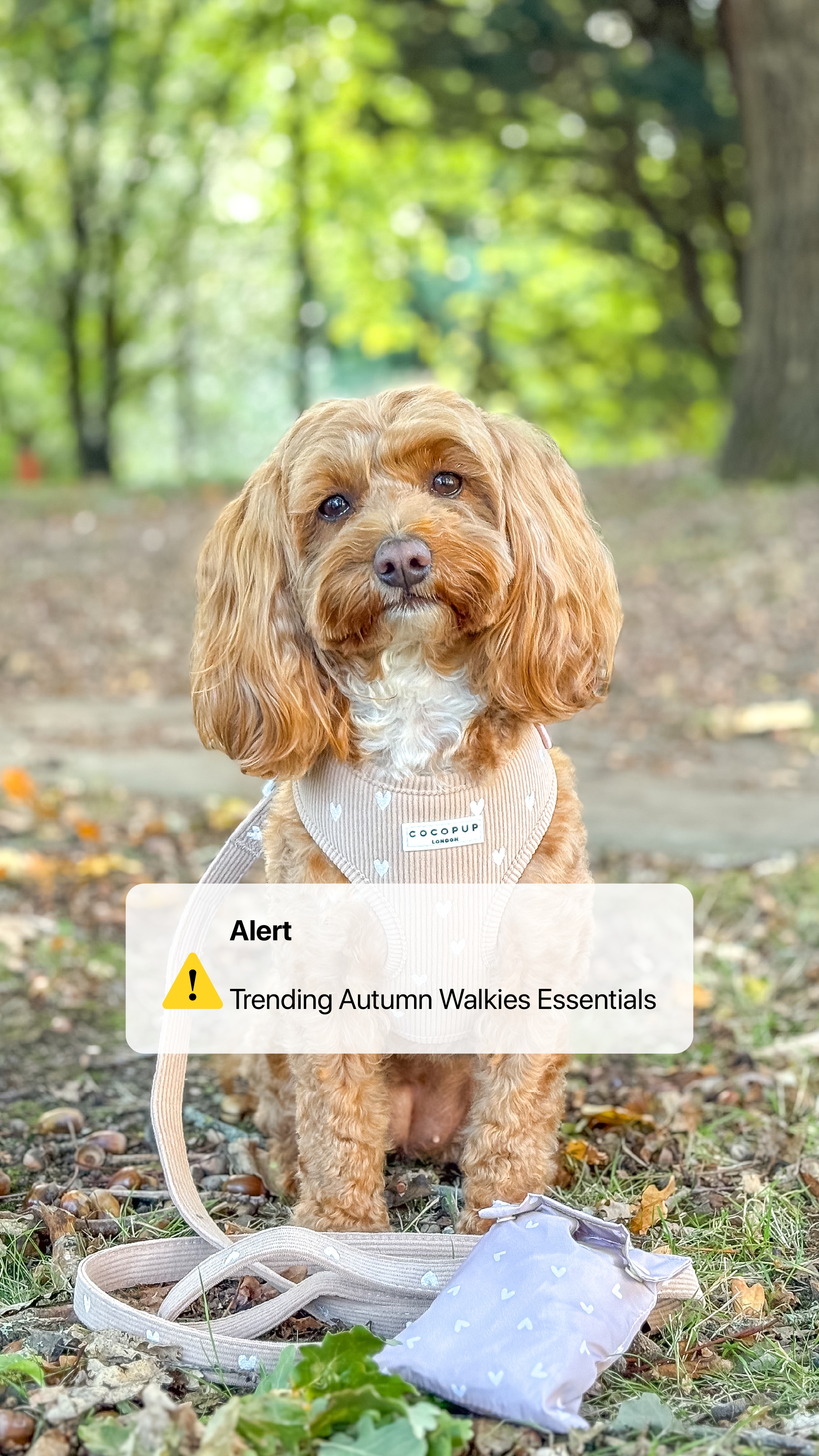 Cocopupuk Facebook ad: What Every Pup Needs